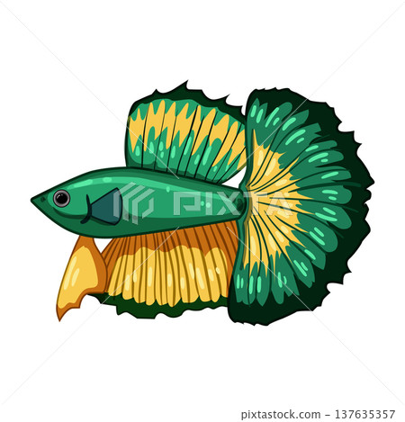 oscar exotic fish cartoon vector illustration 137635357