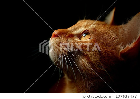 Fire cat profile, dark background Fire cat profile, dark background 137635458