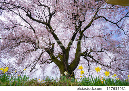 [單棵櫻花樹] 藪塚的江戶劍櫻和水仙花 [山梨縣] 137635981