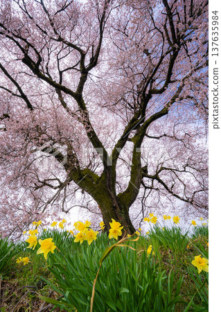 [單棵櫻花樹] 藪塚的江戶劍櫻和水仙花 [山梨縣] 137635984