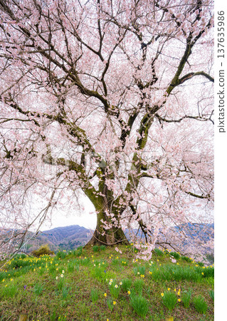 [單棵櫻花樹] 藪塚的江戶劍櫻和水仙花 [山梨縣] 137635986