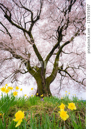 [Single Cherry Tree] Edohikanzakura and Daffodils at Wanizuka [Yamanashi Prefecture] 137635987