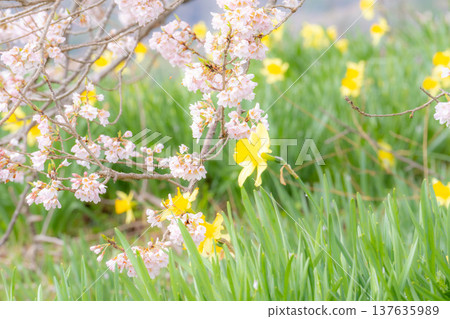 [Single Cherry Tree] Edohikanzakura and Daffodils at Wanizuka [Yamanashi Prefecture] 137635989