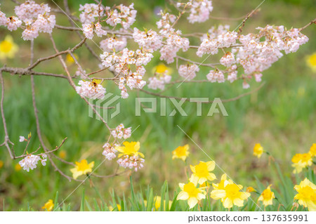 [Single Cherry Tree] Edohikanzakura and Daffodils at Wanizuka [Yamanashi Prefecture] 137635991
