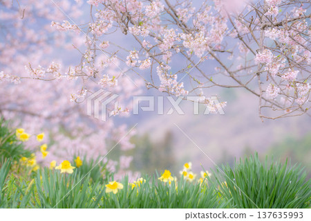 [單棵櫻花樹] 藪塚的江戶劍櫻和水仙花 [山梨縣] 137635993