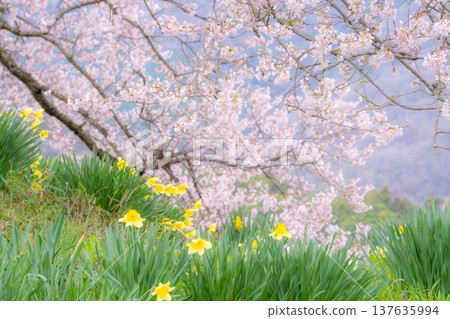 [Single Cherry Tree] Edohikanzakura and Daffodils at Wanizuka [Yamanashi Prefecture] 137635994
