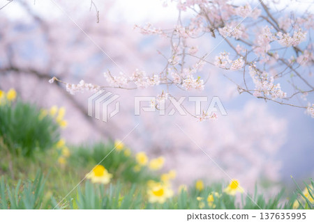 [Single Cherry Tree] Edohikanzakura and Daffodils at Wanizuka [Yamanashi Prefecture] 137635995