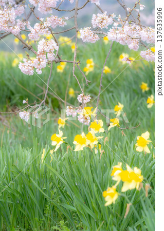 [單棵櫻花樹] 藪塚的江戶劍櫻和水仙花 [山梨縣] 137635996