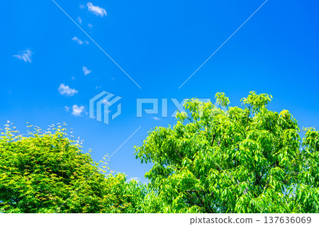 [Early summer material] Fresh green and blue sky [Nagano Prefecture] 137636069