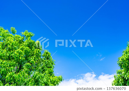 [Early summer material] Fresh green and blue sky [Nagano Prefecture] 137636070