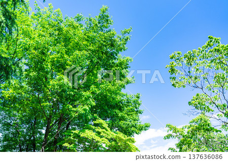 [Early summer material] Fresh green and blue sky [Nagano Prefecture] 137636086