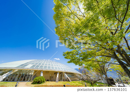 [Early summer material] Fresh green and blue sky [Nagano Prefecture] 137636101
