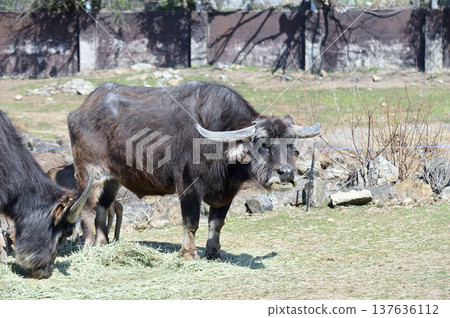 Asia buffalo 137636112