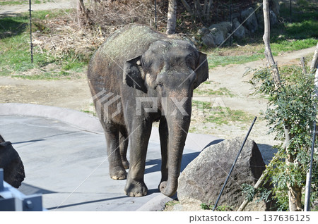 走亞洲大象 137636125