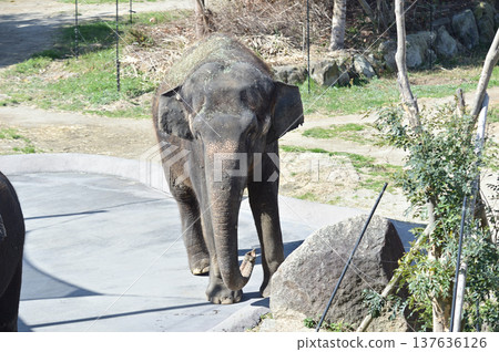 走亞洲大象 走亞洲大象 137636126