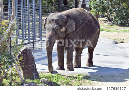 走亞洲大象 137636127