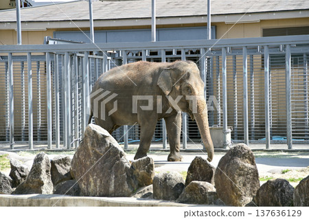 走亞洲大象 137636129