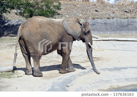 非洲大象 非洲大象 137636163
