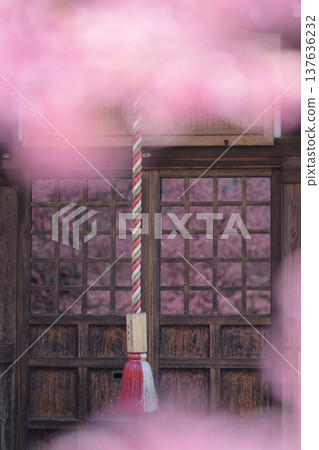 櫻花的風景 137636232