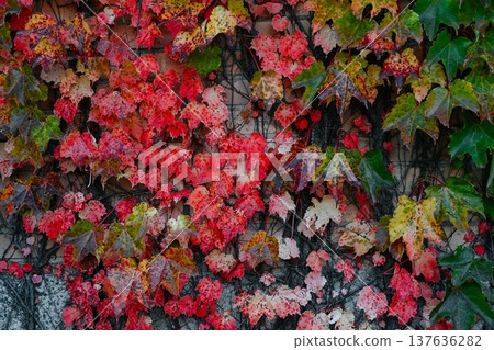 Close up of autumn Boston ivy leaves on a brick wall with rich red green and yellow tones creating a natural textured background Close up of autumn Boston ivy leaves on a brick wall with rich red green and yellow tones creating a natural textured background 137636282