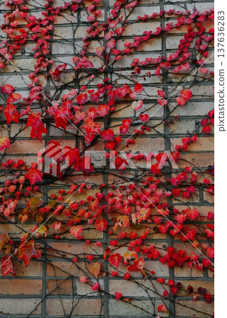 Autumn red leaves of maidenhair vine climbing a brick wall in Primorsky Krai Russia natural background with vivid texture and seasonal mood 137636283