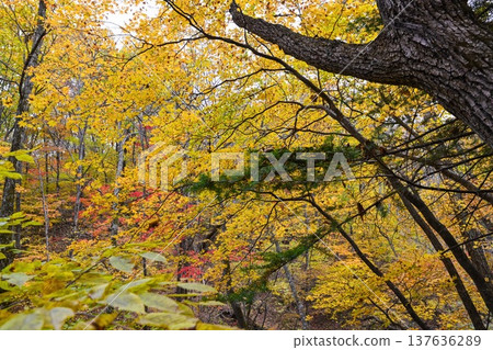 Autumn forest in Primorsky Krai Russia Far East with golden maple leaves oak branches and evergreen pine mixed woodland seasonal nature scene Autumn forest in Primorsky Krai Russia Far East with golden maple leaves oak branches and evergreen pine mixed woodland seasonal nature scene 137636289