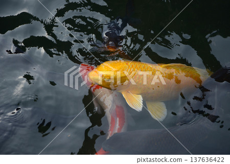 Nishikigoi Carp in the pond 137636422