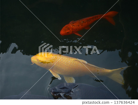 錦鯉(觀賞鯉魚)-池塘裡的鯉魚 錦鯉(觀賞鯉魚)-池塘裡的鯉魚 137636424