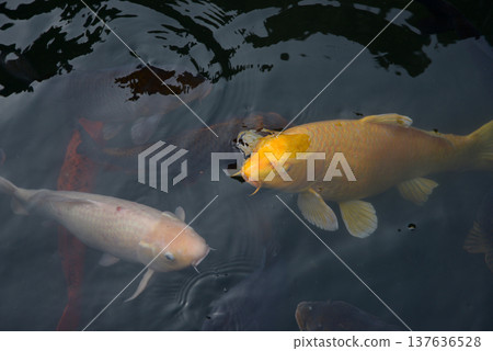 錦鯉(觀賞鯉魚)-池塘裡的鯉魚 錦鯉(觀賞鯉魚)-池塘裡的鯉魚 137636528