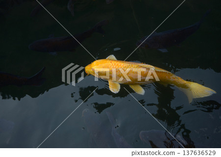 錦鯉(觀賞鯉魚)-池塘裡的鯉魚 錦鯉(觀賞鯉魚)-池塘裡的鯉魚 137636529