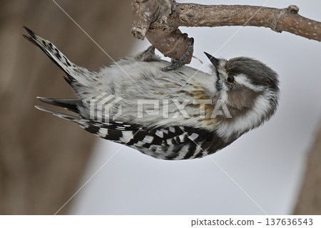 KOGERA KOGERA 137636543