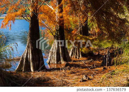 Autumn in Satsumasendai City, Kagoshima Prefecture - Autumn leaves at Imuta Pond - Bald cypress (Larch pine) Autumn in Satsumasendai City, Kagoshima Prefecture - Autumn leaves at Imuta Pond - Bald cypress (Larch pine) 137636579