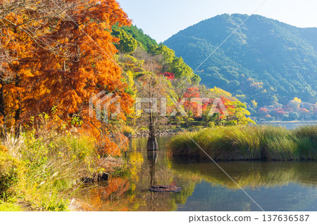 鹿兒島縣薩摩仙台市今牟田池的秋葉 鹿兒島縣薩摩仙台市今牟田池的秋葉 137636587