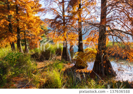 Autumn in Satsumasendai City, Kagoshima Prefecture - Autumn leaves at Imuta Pond - Bald cypress (Larch pine) 137636588