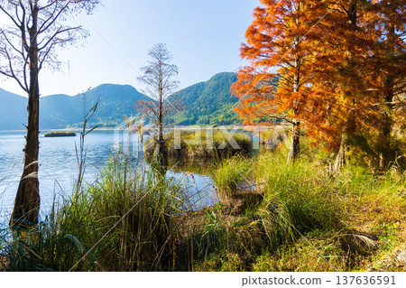 Autumn leaves at Imuta Pond in Satsumasendai City, Kagoshima Prefecture 137636591
