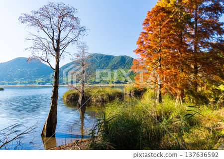 Autumn leaves at Imuta Pond in Satsumasendai City, Kagoshima Prefecture 137636592