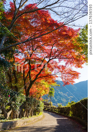 Autumn leaves at Imuta Pond in Satsumasendai City, Kagoshima Prefecture Autumn leaves at Imuta Pond in Satsumasendai City, Kagoshima Prefecture 137636593