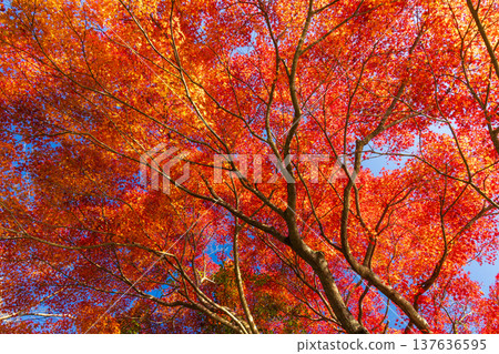 Autumn leaves at Imuta Pond in Satsumasendai City, Kagoshima Prefecture 137636595