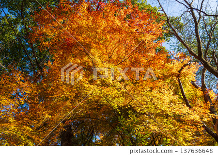 Autumn leaves at Imuta Pond in Satsumasendai City, Kagoshima Prefecture 137636648