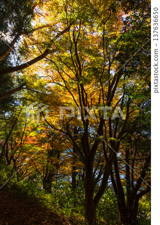Autumn leaves at Imuta Pond in Satsumasendai City, Kagoshima Prefecture 137636650