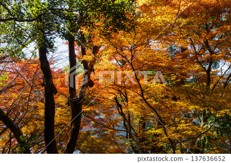 Autumn leaves at Imuta Pond in Satsumasendai City, Kagoshima Prefecture Autumn leaves at Imuta Pond in Satsumasendai City, Kagoshima Prefecture 137636652
