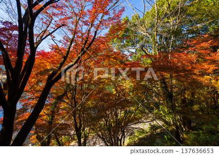 Autumn leaves at Imuta Pond in Satsumasendai City, Kagoshima Prefecture 137636653