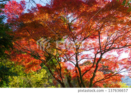 Autumn leaves at Imuta Pond in Satsumasendai City, Kagoshima Prefecture 137636657