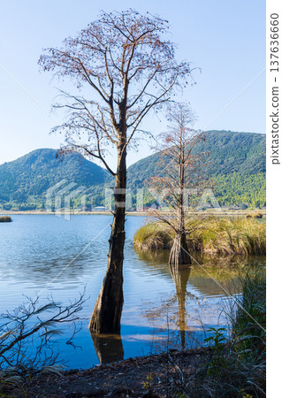 Autumn in Satsumasendai City, Kagoshima Prefecture - Autumn leaves at Imuta Pond - Bald cypress (Larch pine) Autumn in Satsumasendai City, Kagoshima Prefecture - Autumn leaves at Imuta Pond - Bald cypress (Larch pine) 137636660