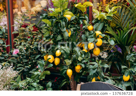 Lemon tree with ripe lemons in a garden surrounded by colorful plants and flowers Lemon tree with ripe lemons in a garden surrounded by colorful plants and flowers 137636728