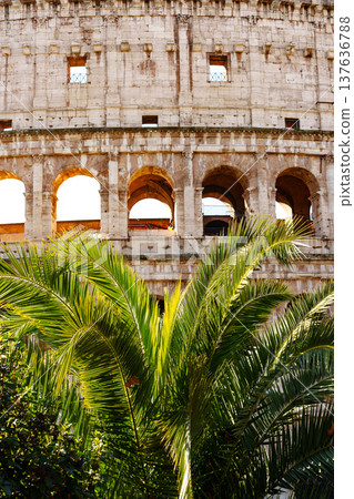 Exploring the Colosseum with palm trees in the foreground during bright daylight 137636788