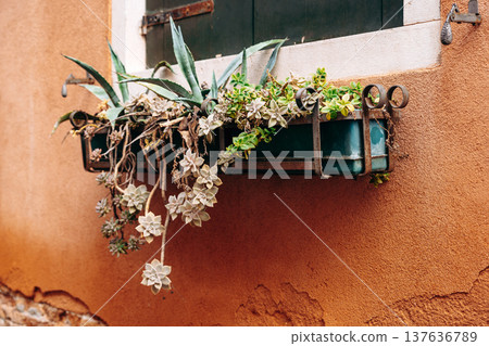 Succulent plants grow in window box by an old wall in a rustic setting near a sunny street Succulent plants grow in window box by an old wall in a rustic setting near a sunny street 137636789