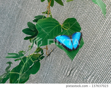 Vibrant blue morpho butterfly rests delicately on lush green leaves, contrasting beautifully with textured background. Scene evokes sense of tranquility and showcases delicate beauty of nature 137637023