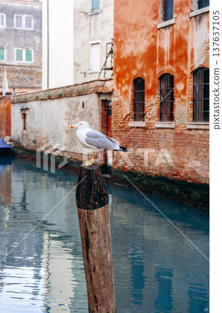 Seagull stands on a post by a canal in a quiet city area at midday 137637105