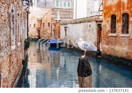 Seagull standing on a post near a canal in a quiet Italian town during the day Seagull standing on a post near a canal in a quiet Italian town during the day 137637141